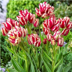 Тюльпан Флеминг Клаб многоцветковый 12/+ 3шт СдС