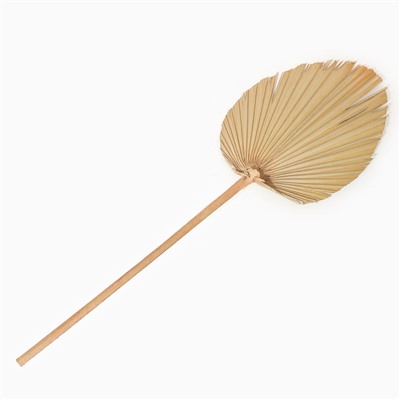 Сухие цветы «Лист пальмовый», 52×14×2 см