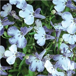 5235D Лобелия эринус Ривьера Блю Сплаш 5шт