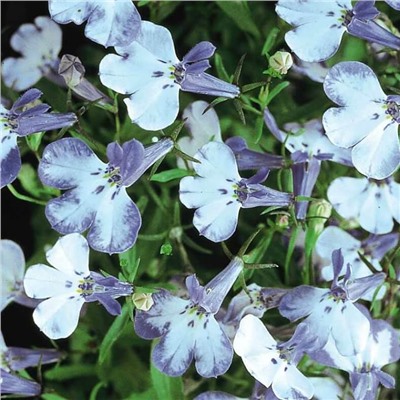 5235D Лобелия эринус Ривьера Блю Сплаш 5шт