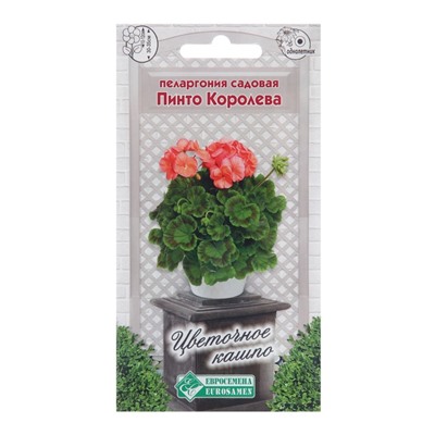 Семена пеларгония садовая «Пинто Королева», 3 шт.