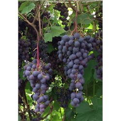 Виноград Загадка Шарова (Код: 77250)