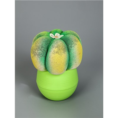 УЦЕНКА Растущий подарок травка Экоживчик «Кактус Астрофитум» МИКС