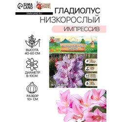 Гладиолус Низкорослый "Импрессив", р-р 10+, 7 шт,