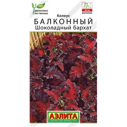 1537A Колеус балконный Шоколадный бархат 5 шт