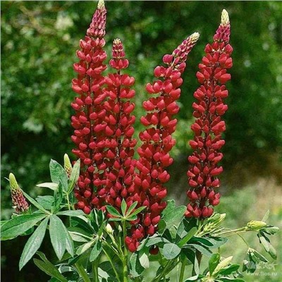 Люпин Май Кастл 1шт ББ