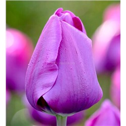 Тюльпан Негрита (триумф) 11/12 3шт СдС