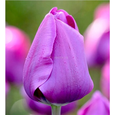 Тюльпан Негрита (триумф) 11/12 3шт СдС