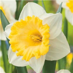 Нарцисс Лас Вегас 12/14 2шт СдС