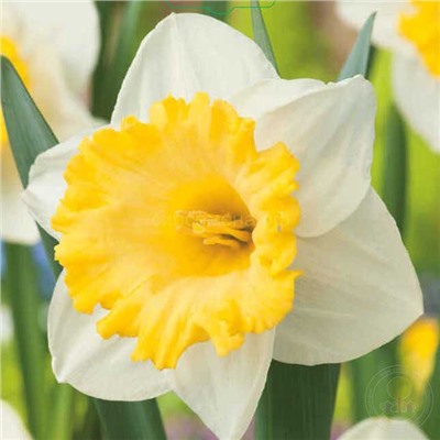 Нарцисс Лас Вегас 12/14 2шт СдС