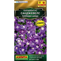Катарантус Санджевелс блуберри шейдс (Аэлита)