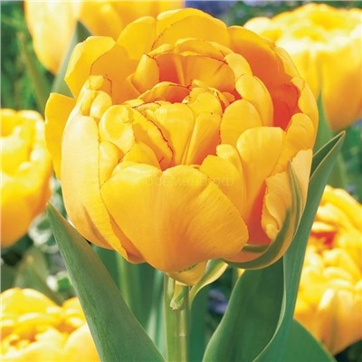 Тюльпан Еллоу Помпоннет махровый позний 11/12 3шт СдС