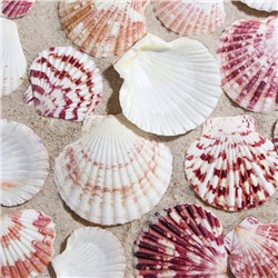 Набор ракушек «Гребешок пуксидатус», размер 4 - 6 см, 100 г