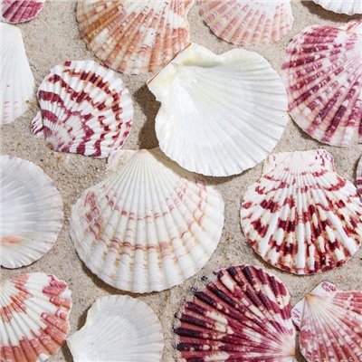 Набор ракушек «Гребешок пуксидатус», размер 4 - 6 см, 100 г