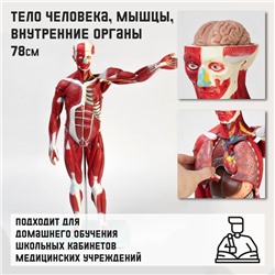 Анатомическая модель «Тело человека, мышцы, внутренние органы», 78 см