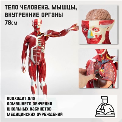 Анатомическая модель «Тело человека, мышцы, внутренние органы», 78 см