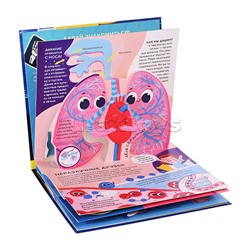 Почемучка. Анатомия