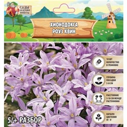 Хионодокса Роуз Квин, р-р 5/+, 10 шт, Весна 2025