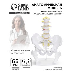 Анатомическая модель «Макет поясничного отдела и тазовых костей», 65 см
