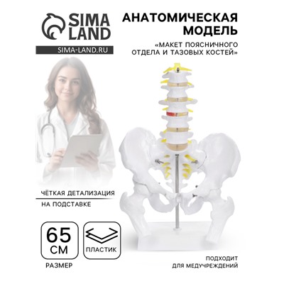 Анатомическая модель «Макет поясничного отдела и тазовых костей», 65 см