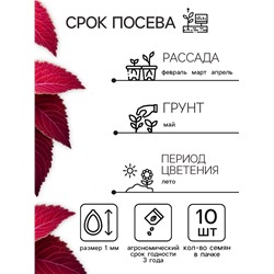 Семена цветов Колеус Визард Вельвет ред, 10шт