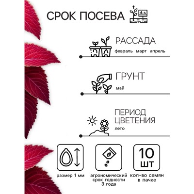 Семена цветов Колеус Визард Вельвет ред, 10шт