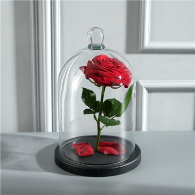 Стеклянный купол-клош с шариком на подставке «Родрик», 24×15 см, чёрный