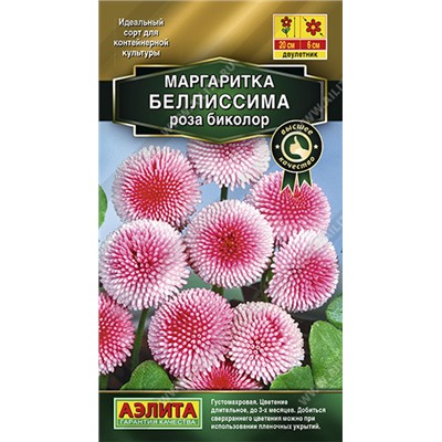 1635A Маргаритка Беллиссима роза биколор 7 шт