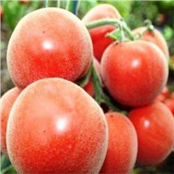 7136T Томат Седой принц 10шт