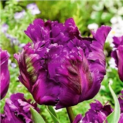 Тюльпан Пэррот Негрита 11/12 3шт СдС