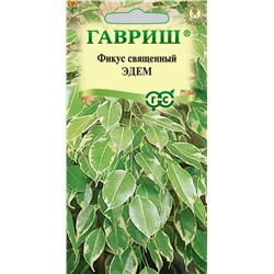 Фикус священный Эдем (Гавр)