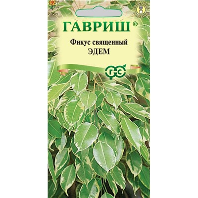 Фикус священный Эдем (Гавр)