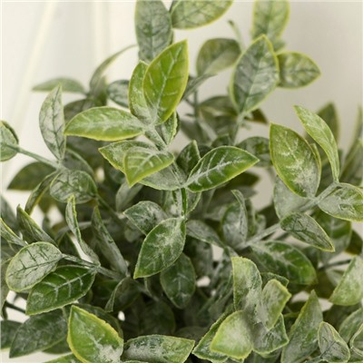 Искусственный цветок в горшке «Педилантус», 8×20 см