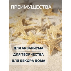 Набор натуральных морских звезд, 1.5 - 2.5 см, 20 шт.