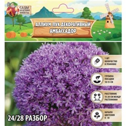Аллиум лук декоративный Амбассадор, р-р 24/28, 1 шт, Весна 2025