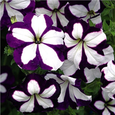 5241D Петуния Лавина Синяя Звезда 5шт