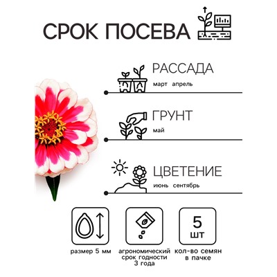 Семена цветов  Цинния Захара "Северная звезда", ц/п,  5 шт