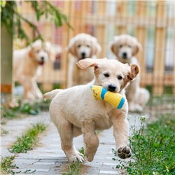 Игрушка мягкая с пищалкой Носок жёлтый, 16 см