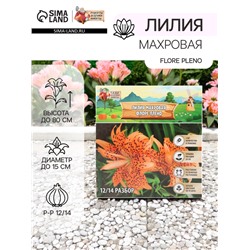 Лилия Махровая Flore Pleno, луковица в пакете с перфорацией, р-р 12/14, 2 шт.