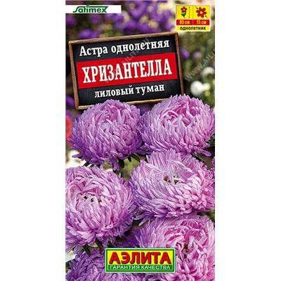Астра Хризантелла Лиловый туман (Код: 93511)