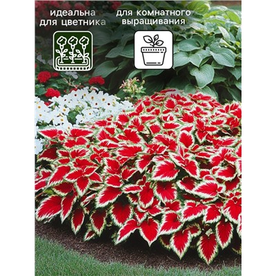 Семена Цветов Колеус «Визард Скарлет», 10 шт., «Агроуспех»