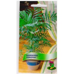 Хамедорея Изящная (Код: 4410)