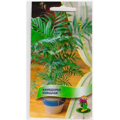 Хамедорея Изящная (Код: 4410)
