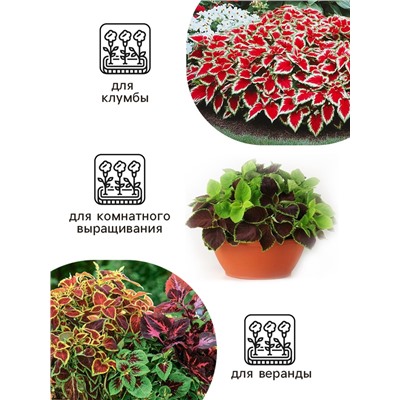 Семена цветов Колеус «Радуга - Фестиваль танца», F1, 10 шт., «Престиж семена»