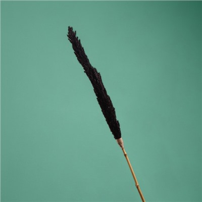 Сухоцвет «Пати», 180 см, чёрный