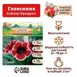 Глоксиния "Кайзер Фридрих", р-р 5/6, 2 шт Весна 2025
