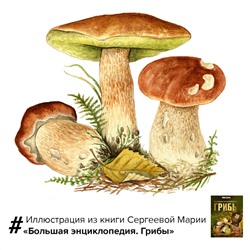 АСТ Мария Сергеева "Грибы. Большая энциклопедия"
