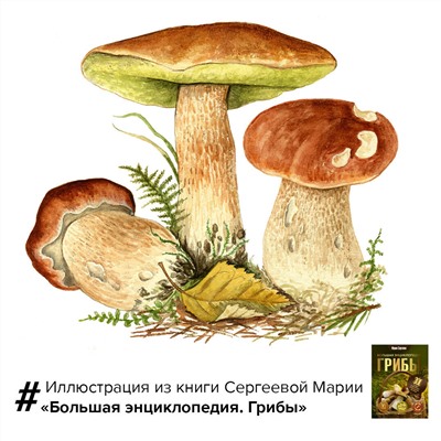 АСТ Мария Сергеева "Грибы. Большая энциклопедия"