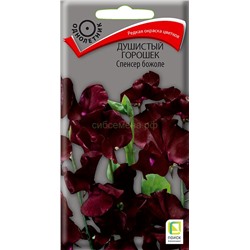 Душистый горошек Спенсер божоле (П)