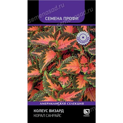 Колеус Визард Корал Санрайз (Код: 93369)